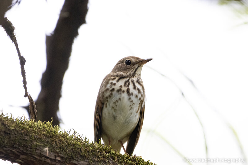 A Secretive Thrush